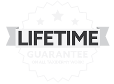 Lifetime Guarantee On All Taxidemy Work